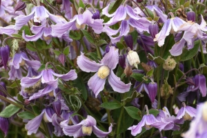 Clematis 'Stand by me Lavender' New 2025